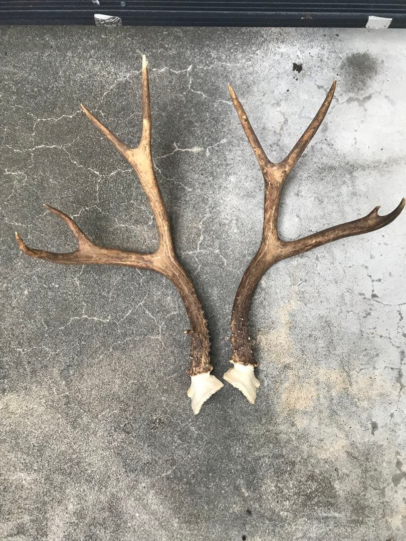インパラ頭骨ハンティングトロフィー 標本剥製角