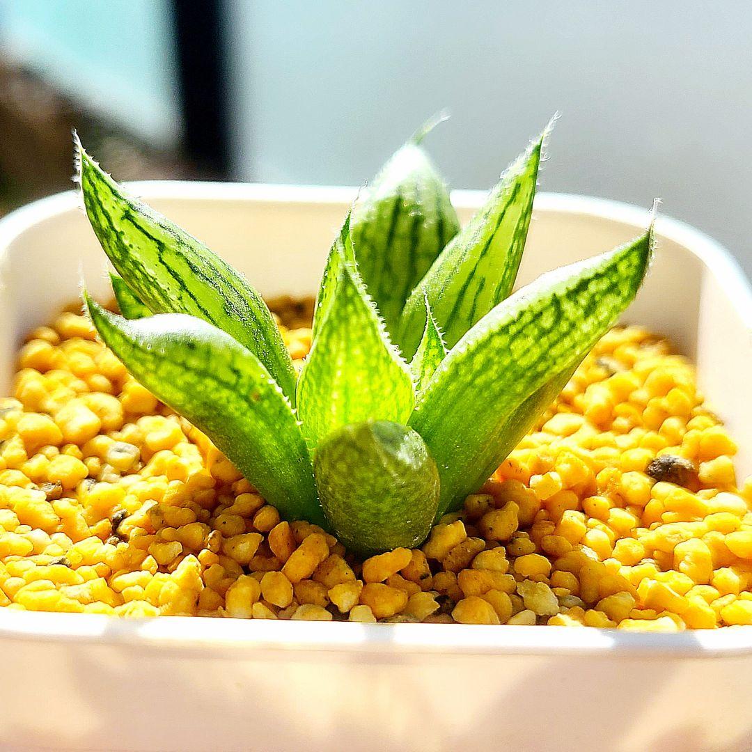 ナイルの一滴 実生選抜苗 特A② 多肉植物 ハオルチア アロエ - メルカリ