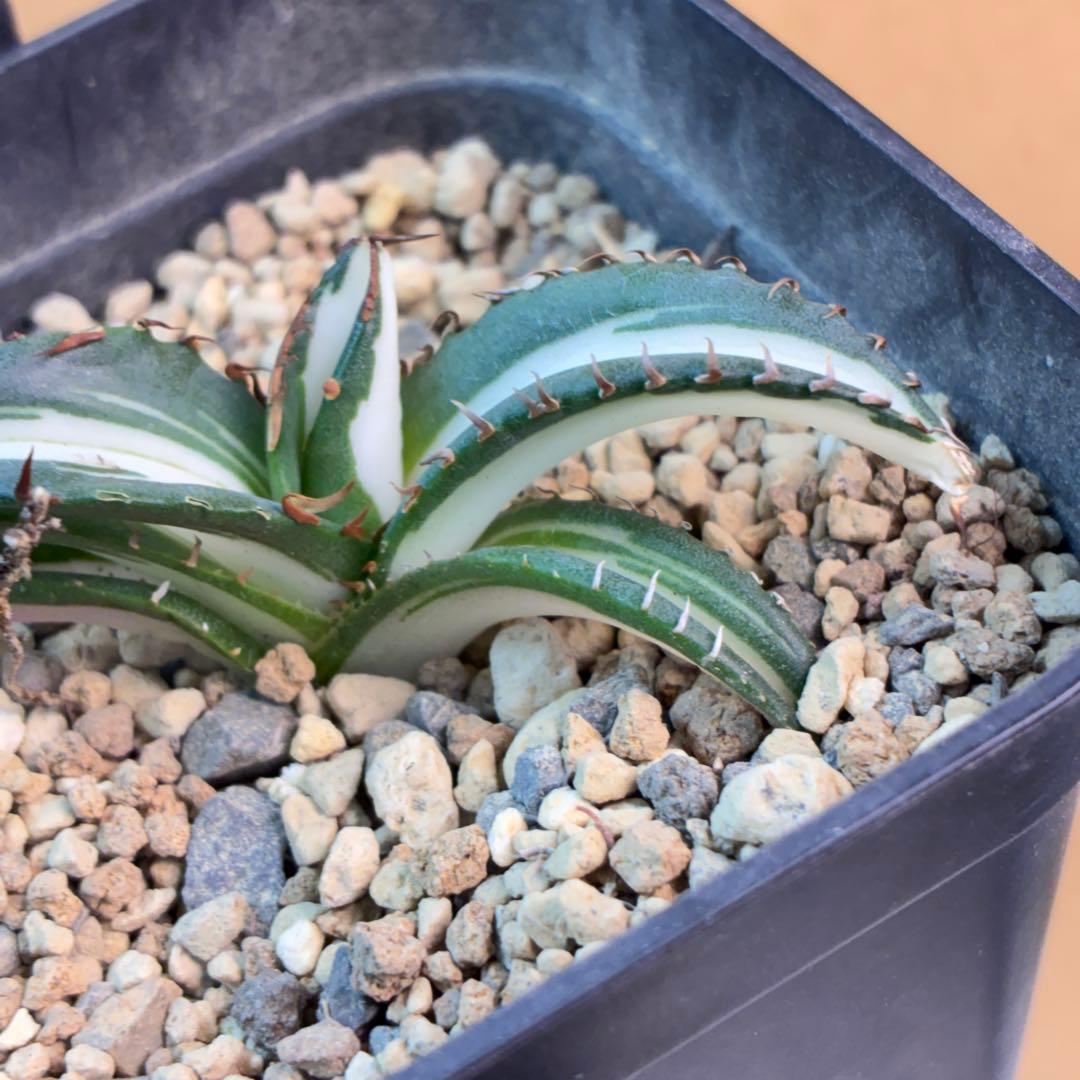 アガベ チタノタ 太陽神錦 白中斑 TC 極上美株 特選株 希少 - メルカリ