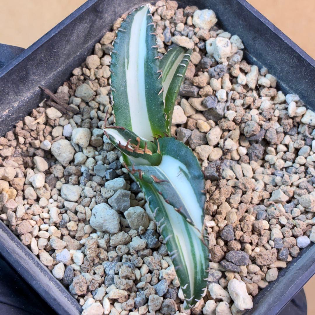 アガベ チタノタ 太陽神錦 白中斑 TC 極上美株 特選株 希少 - メルカリ