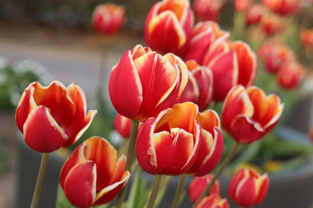 【❄コスパ最強❄】Canon EF 28-105mm F3.5-4.5 USM