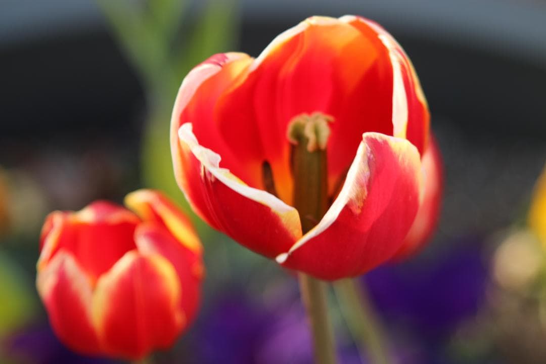【❄コスパ最強❄】Canon EF 28-105mm F3.5-4.5 USM