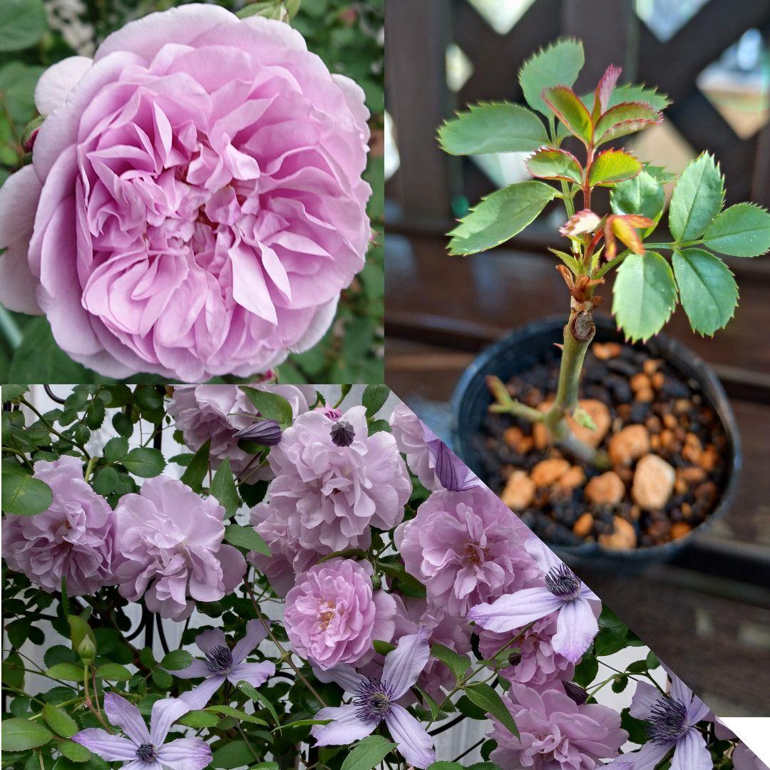 バラ苗 レイニーブルー Rア つるバラ 四季咲き 小苗 ポットごとお届け