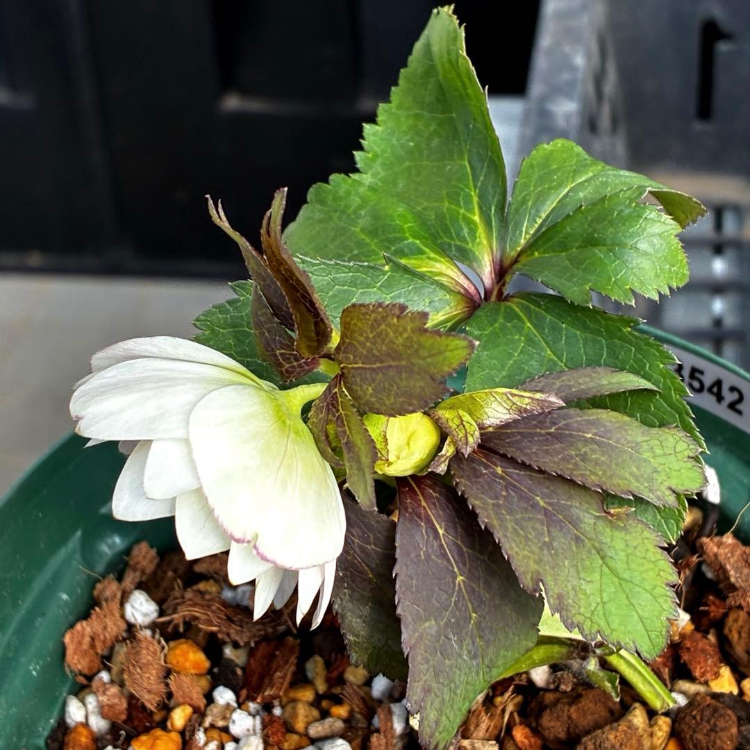 u*0様 3542☘️蕾花タグ付☘️⭐️ポーセリン⭐️小輪⭐️素敵な苞葉⭐️超コ