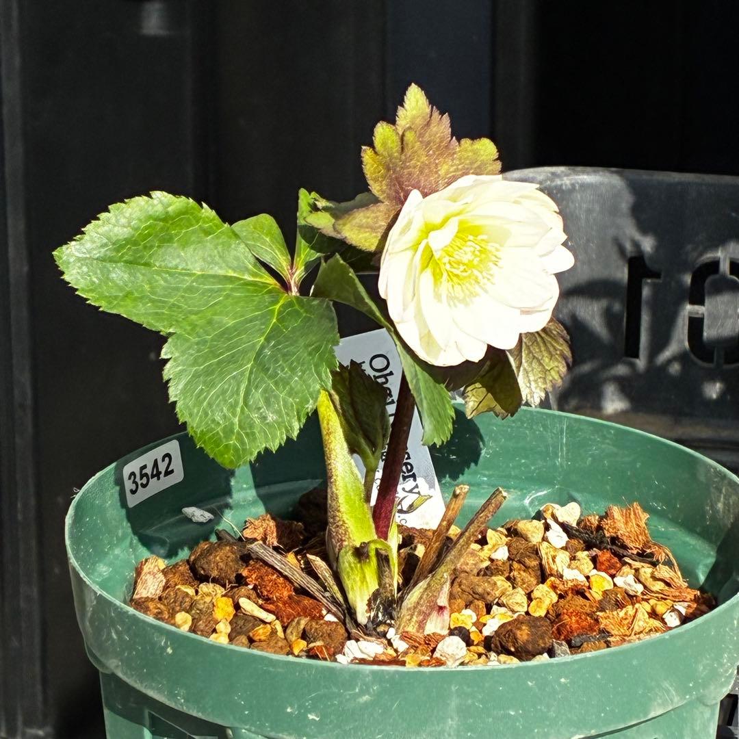 u*0様 3542☘️蕾花タグ付☘️⭐️ポーセリン⭐️小輪⭐️素敵な苞葉⭐️超コ