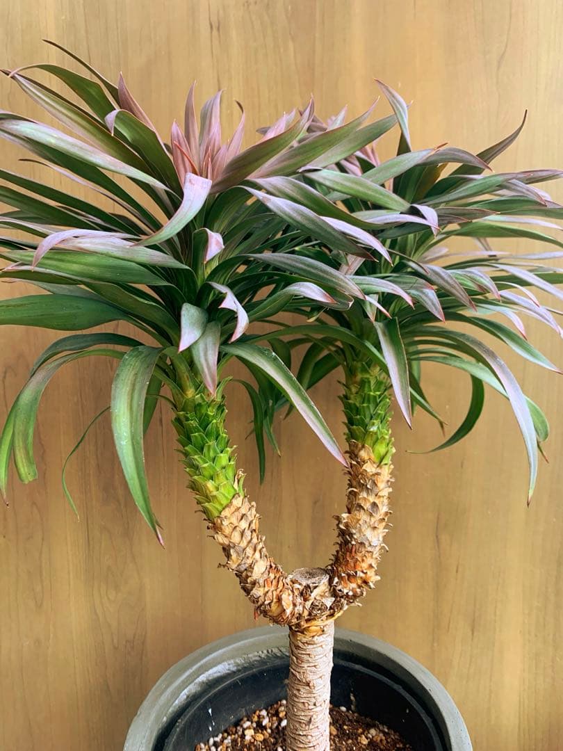 ユッカ・ディスメチアーナ コンパクタ 枝分かれ - メルカリ