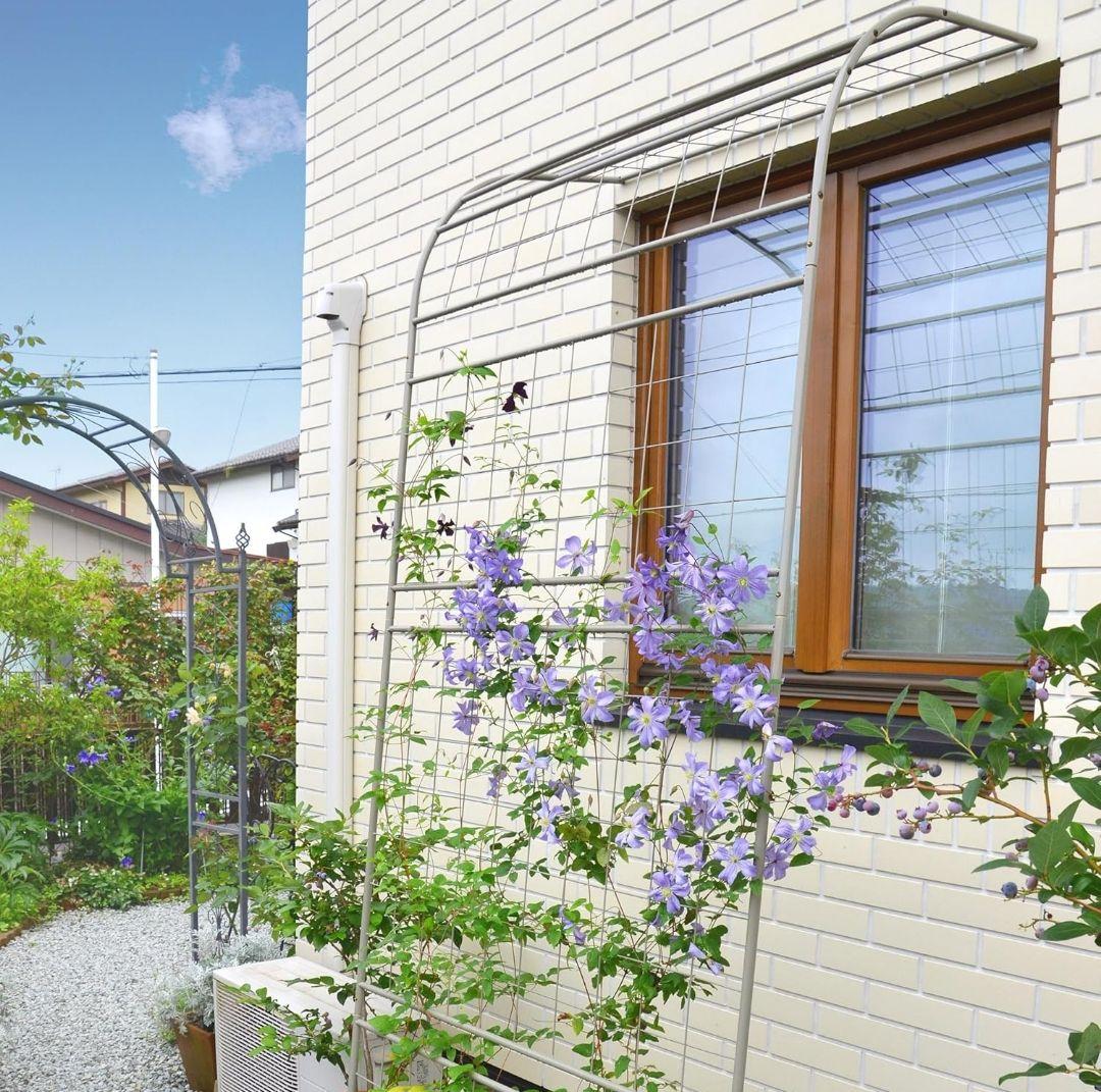 未使用 たけろうポット 検) パキプス 芽の巣山 Tacson カタフ ホリダス