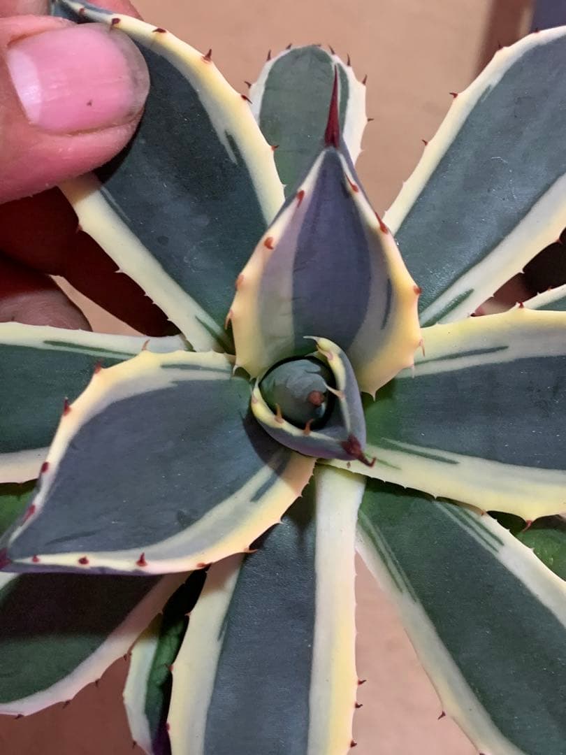 Coco様 リクエスト 2点 まとめ商品の通販はau PAY マーケット - 輸入