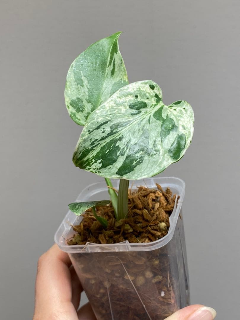 全葉斑入り‼️】モンステラ デリシオーサ バルバソー フシギダネ