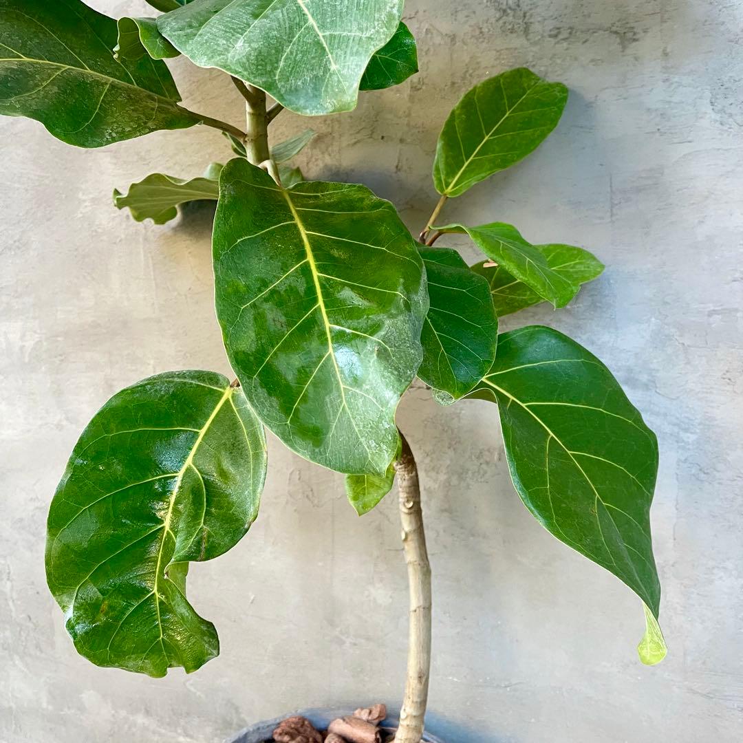 希少 フィカス アフリカンプリンス 曲がり仕立て 陶器鉢 植え込み発送