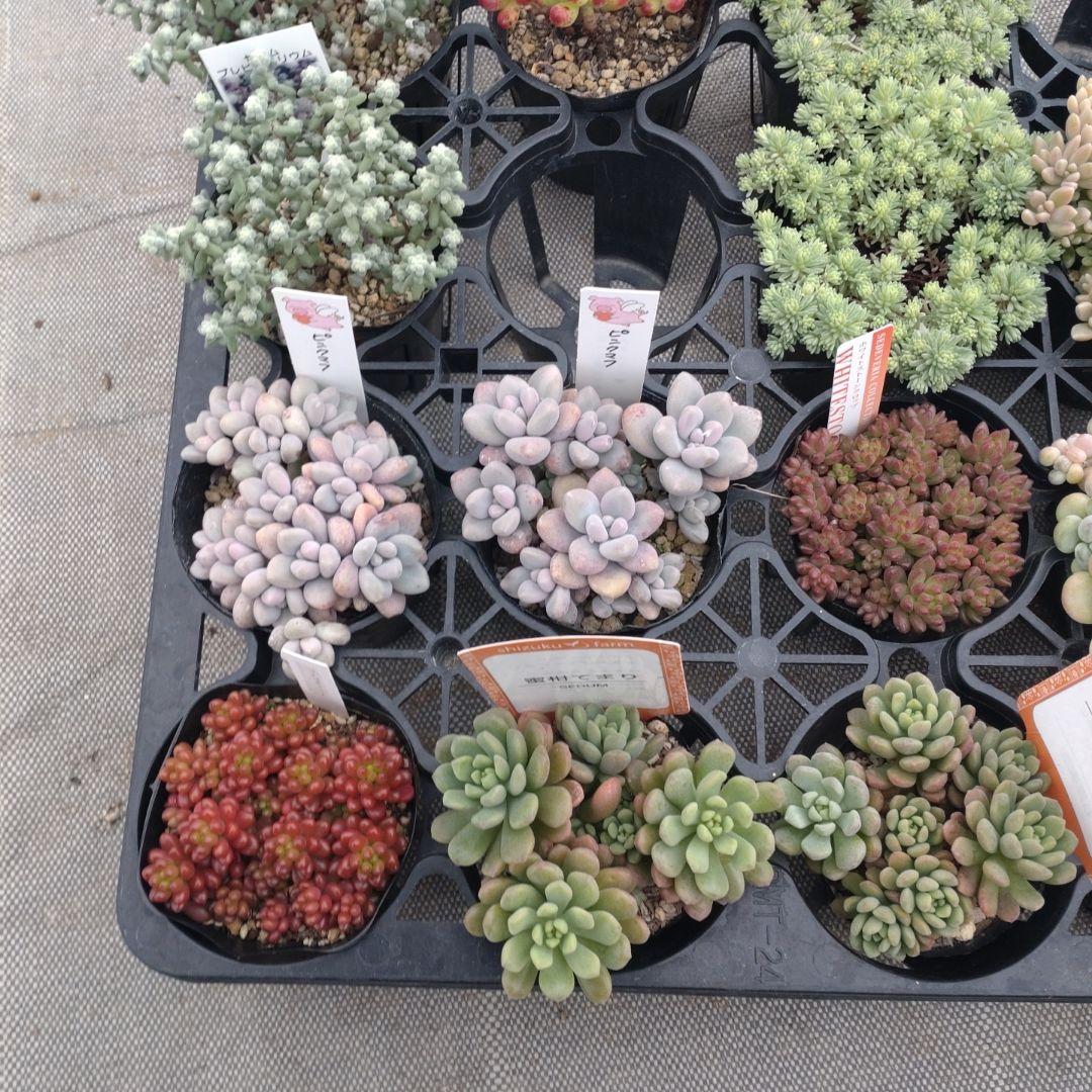 むーさんさん専用