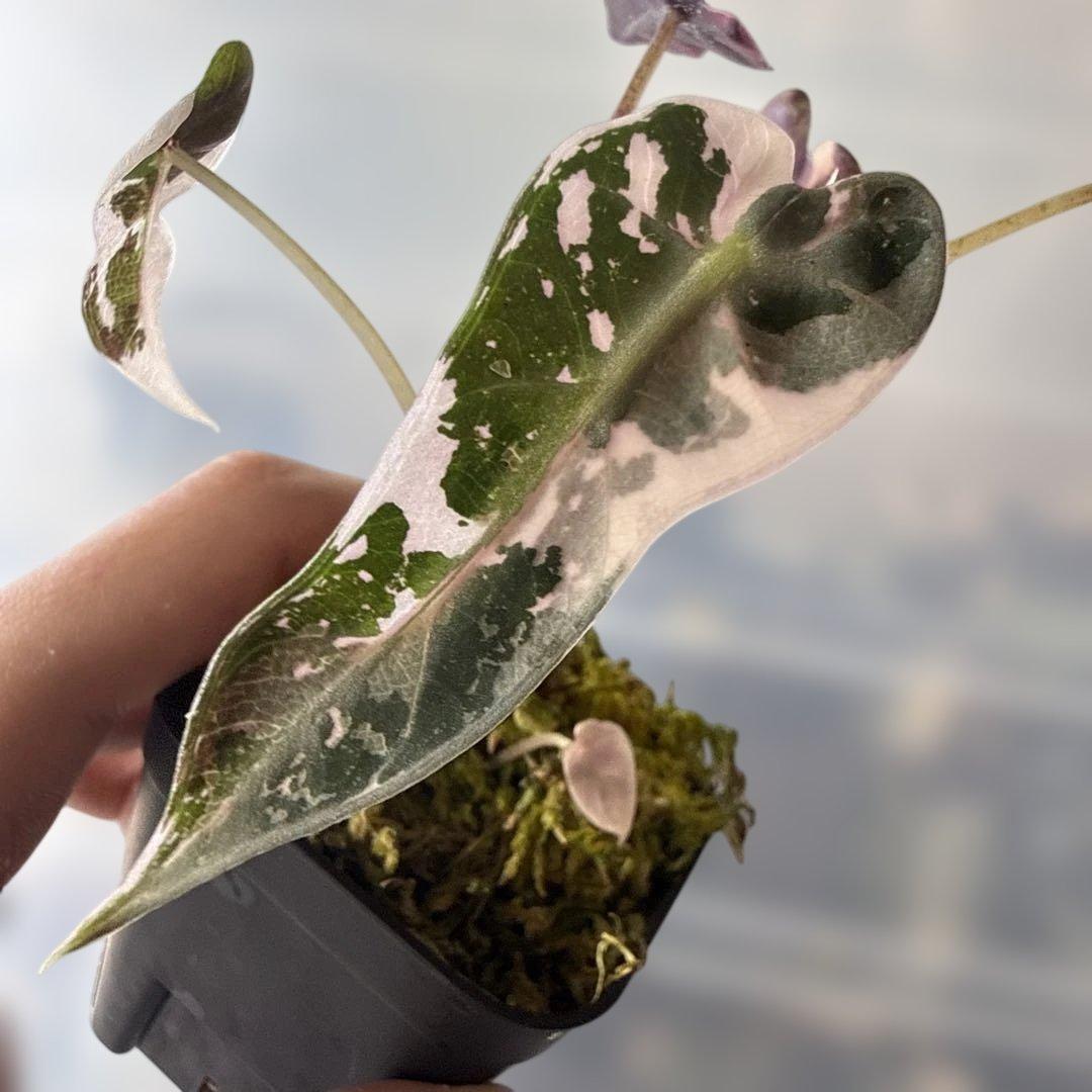 選抜 アロカシア バンビーノピンク - メルカリ