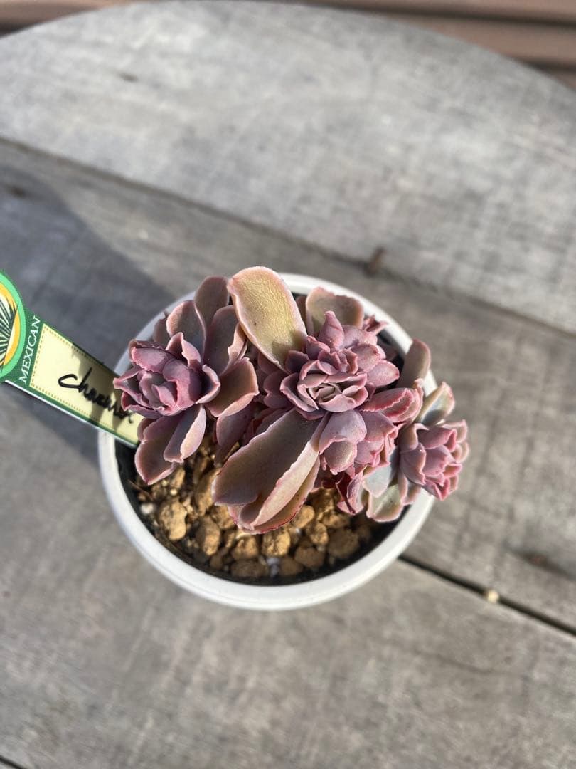 原種 チャザロイ群生 Chazaroi エケベリア 多肉 - メルカリ