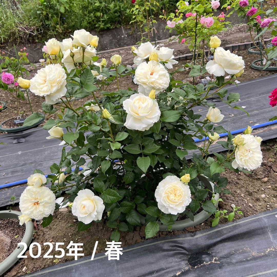 同梱で2鉢目〜¥1000お値引き】バラ芽接ぎ苗／中苗／