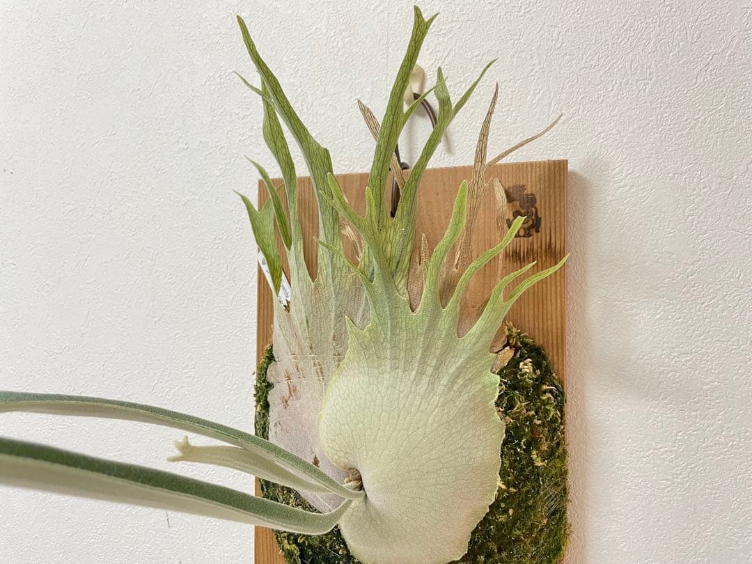 オリジナル 子株 veitchii アーバンリバー AR ベイチー ビカクシダ P. veitchii Auburn river とにかく成長ゆっくりなAR🌱 でもいいんです