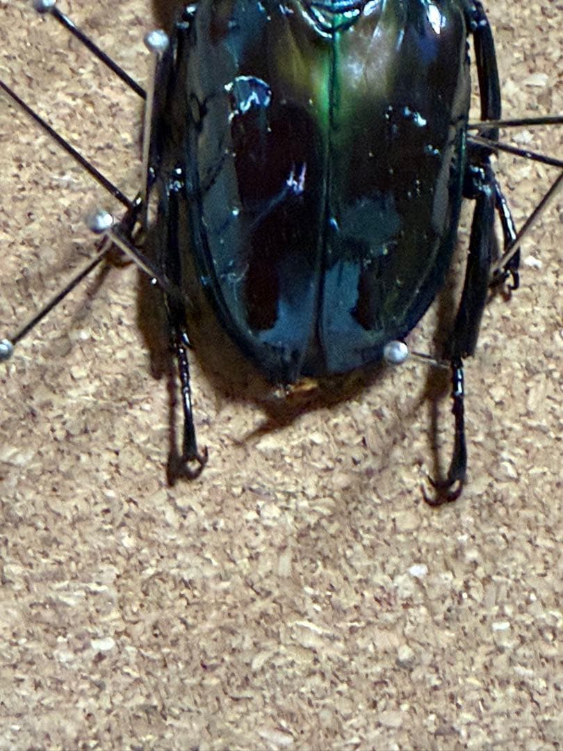 ニジイロクワガタ 雌雄モザイク？ - メルカリ