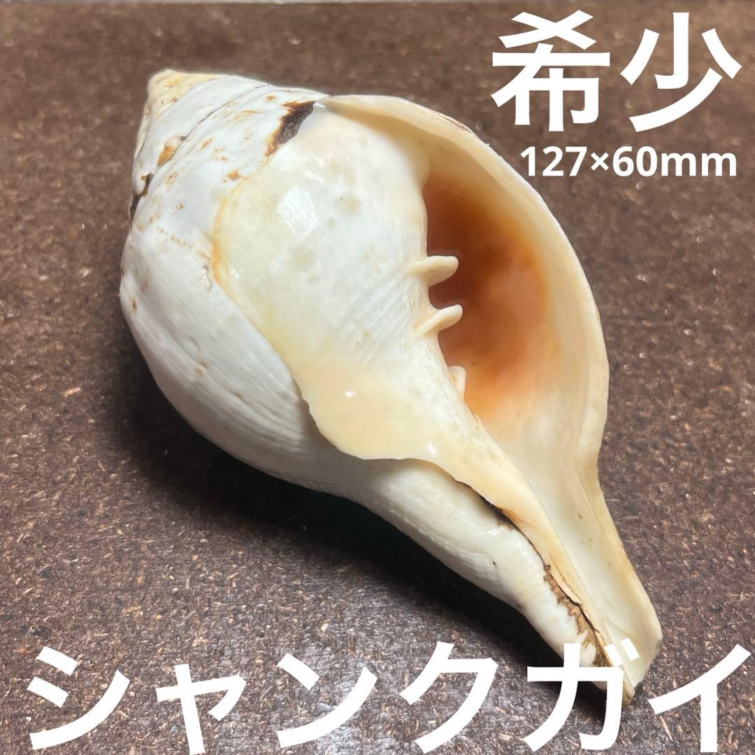 希少 美品 インド産 法螺貝 シャンクガイ - メルカリ