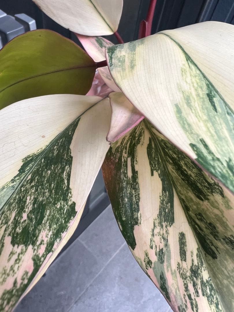 美斑・極株⭐︎フィロデンドロン ストロベリーシェイク /メルカリ便