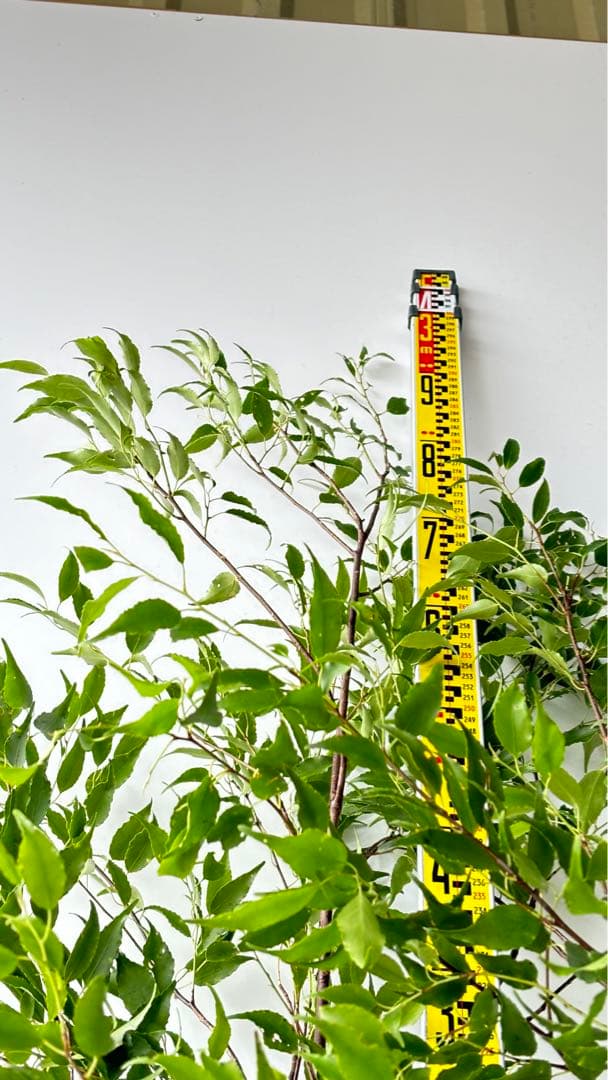 細枝で美しい樹形 超特大の絶品 ハイノキ 株立 493 樹高2.9m位 高級樹