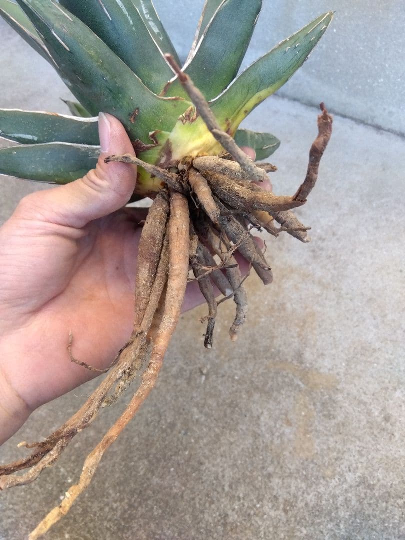 アガベ 笹吹雪 ニッケルシー 20センチ❗子株つき❗の通販はau PAY