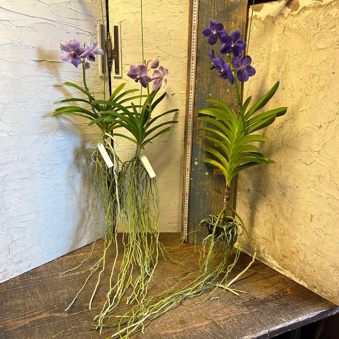 洋蘭 バンダ ハンギング 3株 | 激安通販のイーサプライ