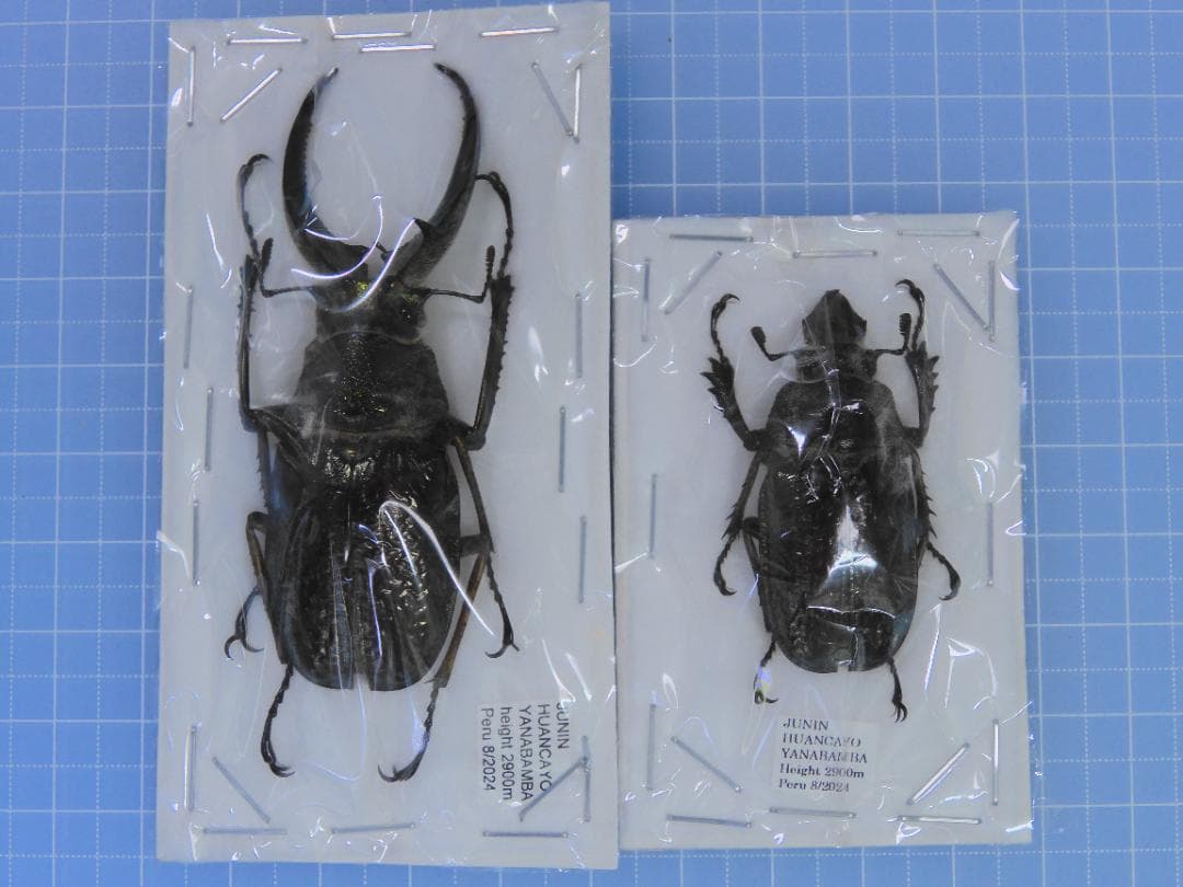 ペルー産ギガンテウスシワバネクワガタ83mm ペア