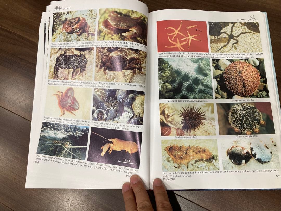 Fauna of the Socotra Archipelago Field - メルカリ