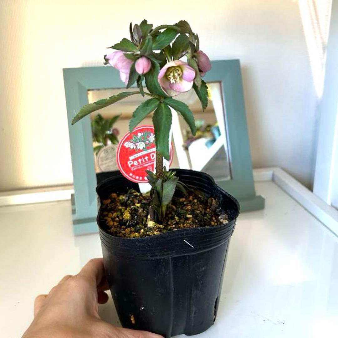 横山園芸】クリスマスローズ ベビードール 《2/21》 - メルカリ