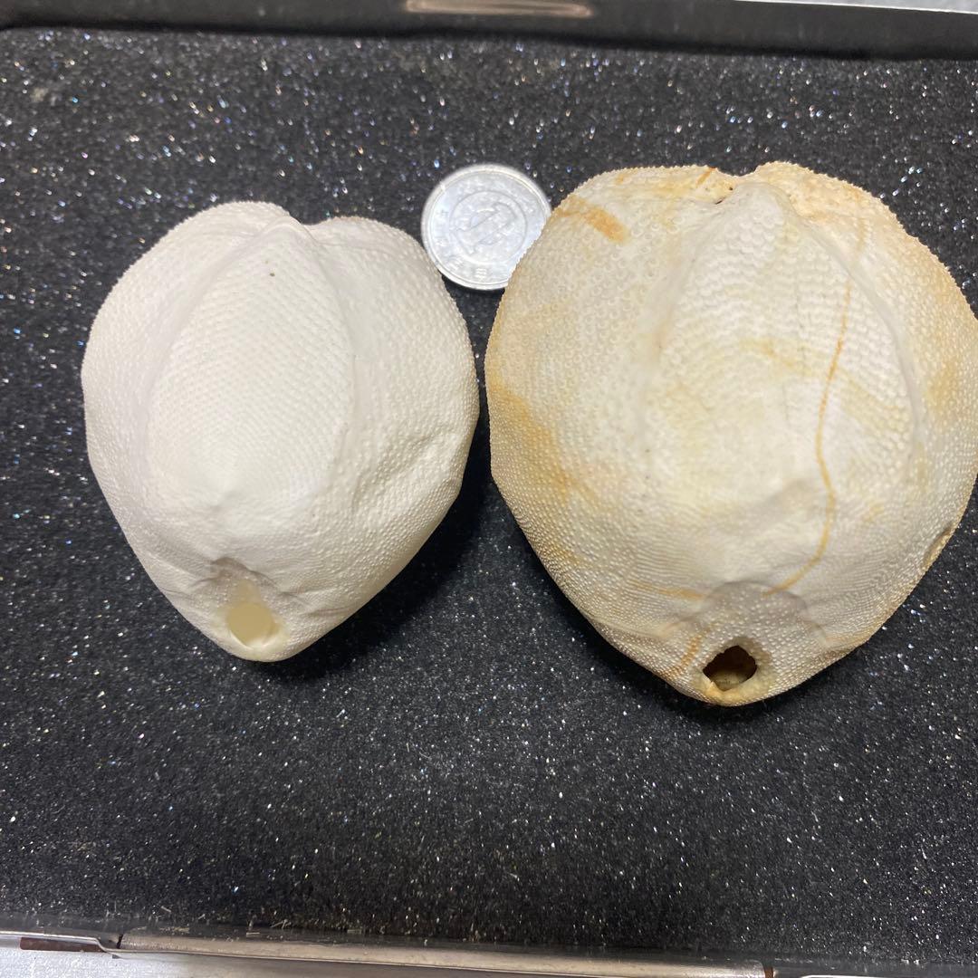 海外のブンブク ブンブクチャガマ ウニ ウニ殻 標本 - メルカリ