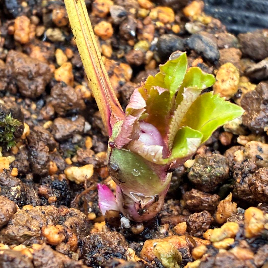 衛*様 3408☘️ラスト2☘️蕾付き☘️極上☘️⭐️ソレイユ⭐️ボリュームSD