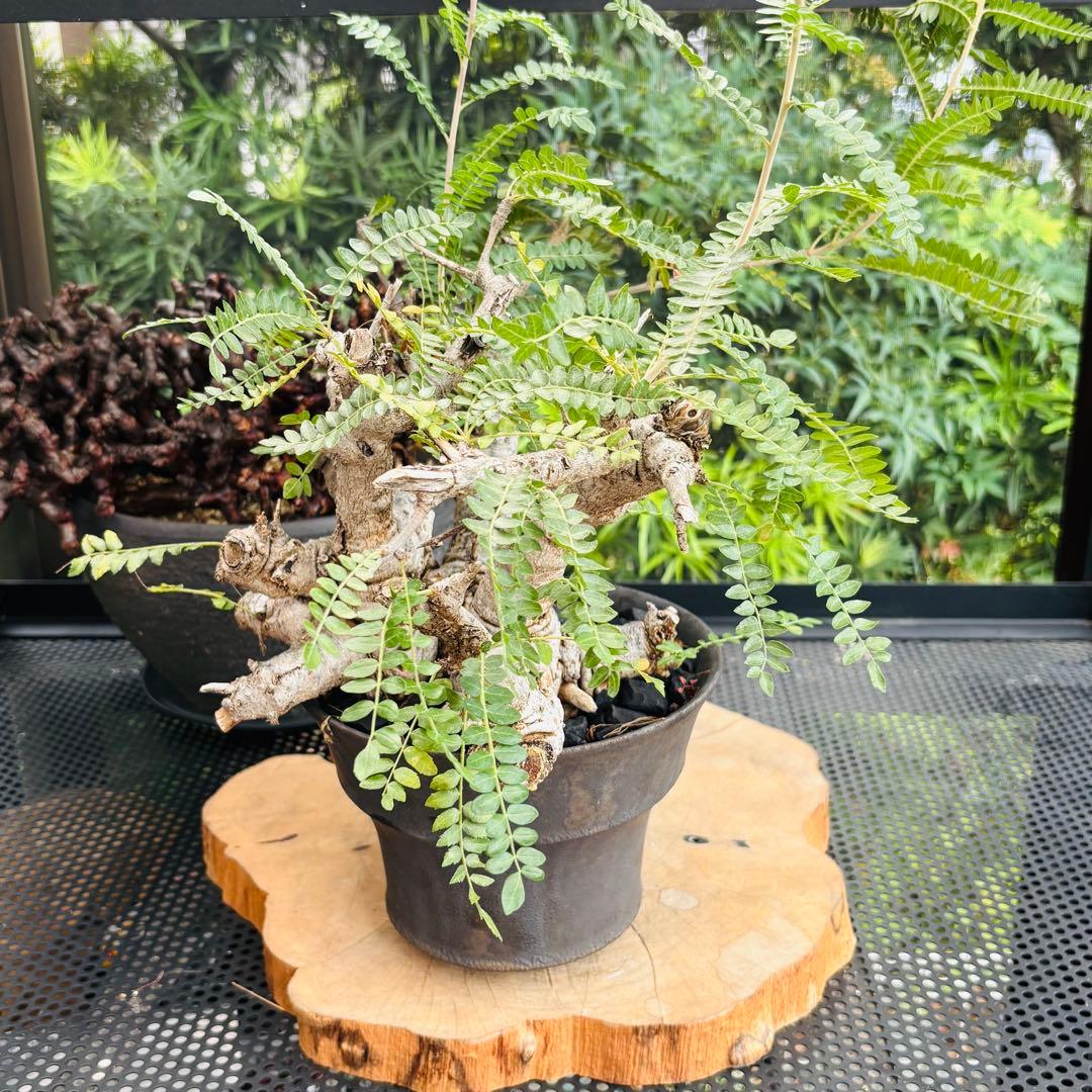 短期間限定超特価！ 低重心 大株 ボスウェリア ネグレクタ 現地球 船串篤司