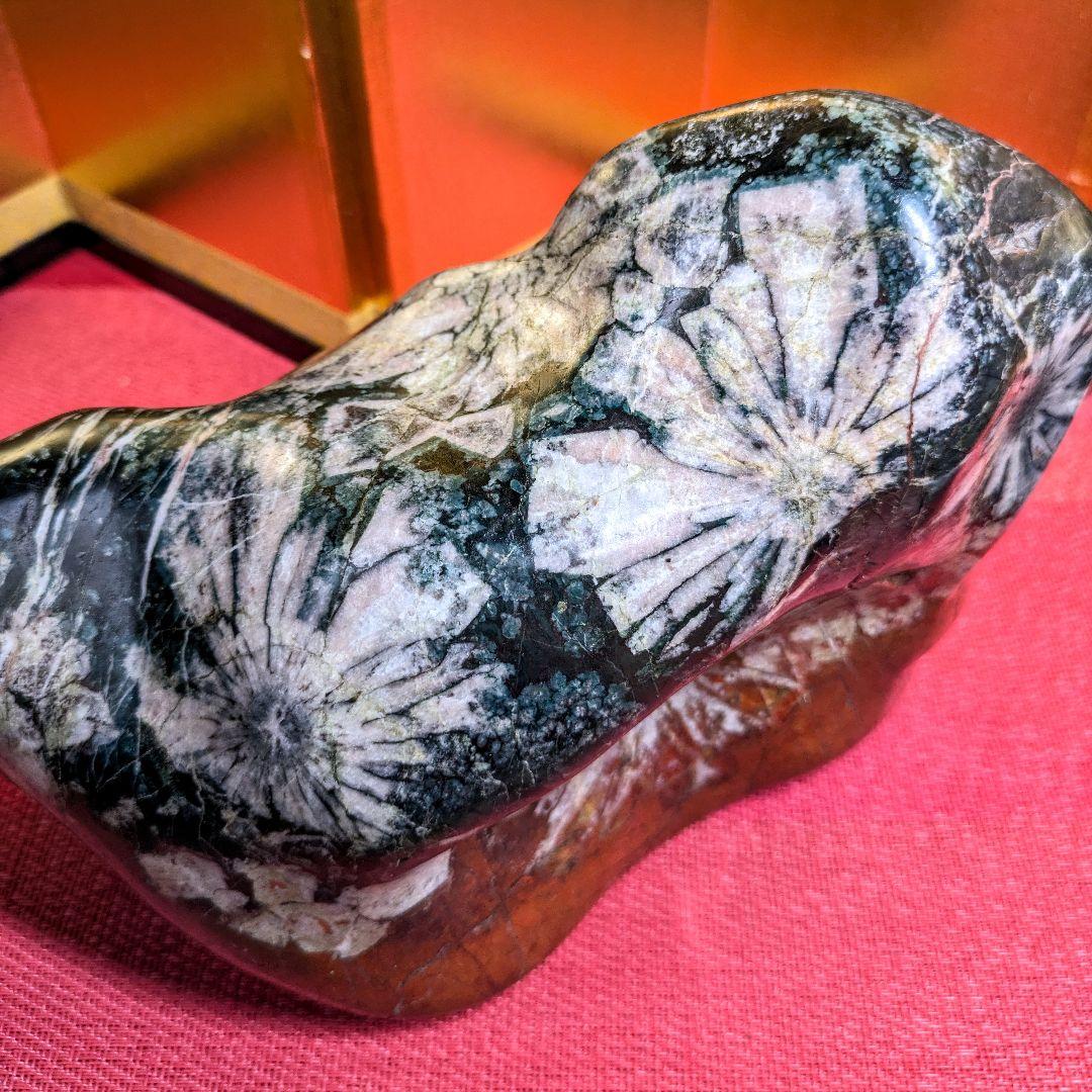 菊花石 岐阜県根尾谷産4.9㌔ 鑑賞石 観賞石 水石 盆石 天然石 三蓋松