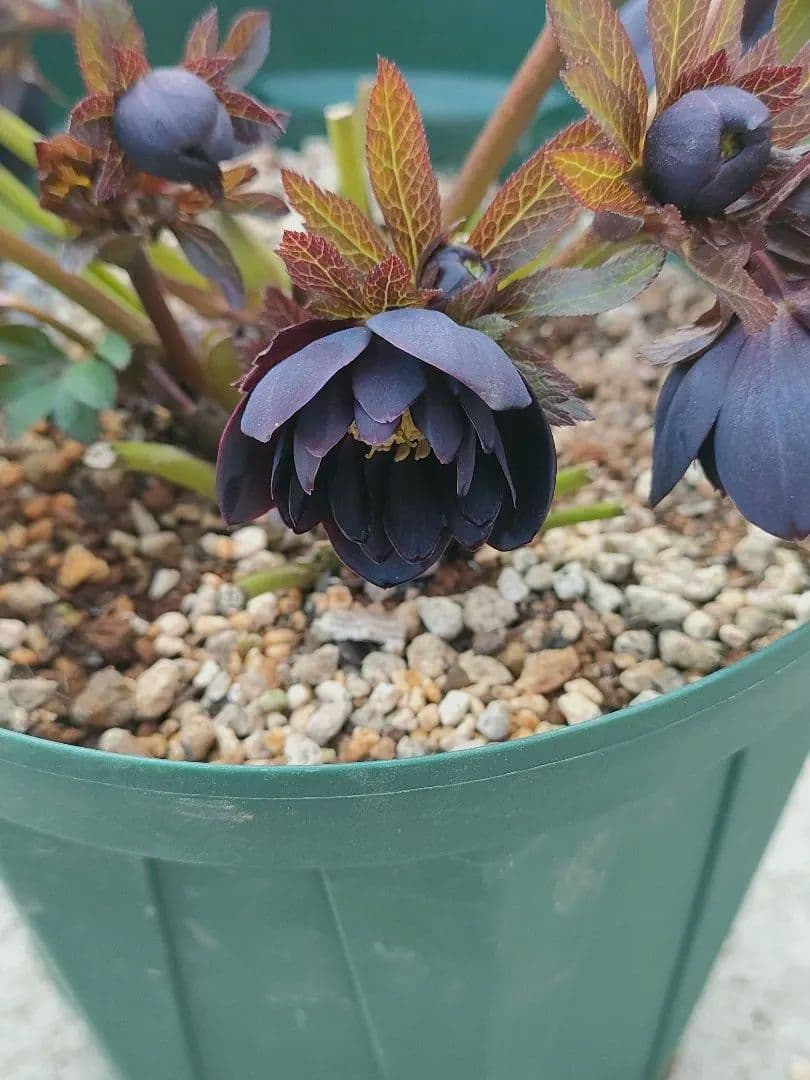 クリスマスローズ 超充実株 ＆ 大木ナーサリー4号鉢