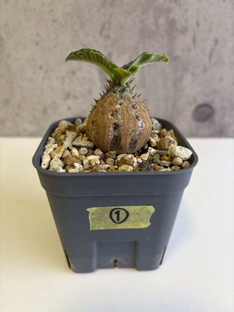 国内実生株 パキポディウム ウィンゾリー① - メルカリ