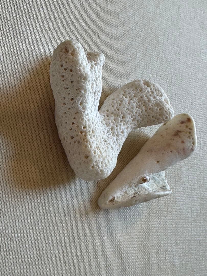 白いサンゴのインテリア装飾 波動注入済み　電磁波軽減 楽天市場】【限定入荷】Coast to Coast オーストラリア直輸入 サンゴ