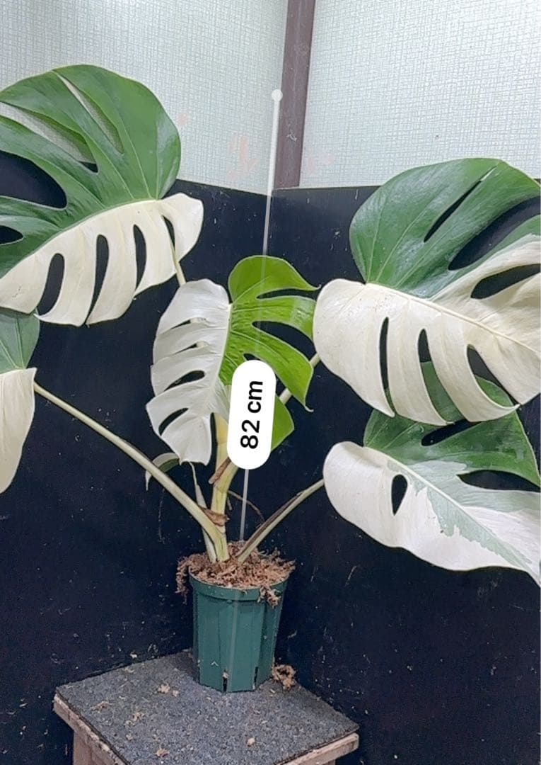 4*8様 モンステラ斑入りハーフムーンホワイトタイガー極美斑入り 82cm