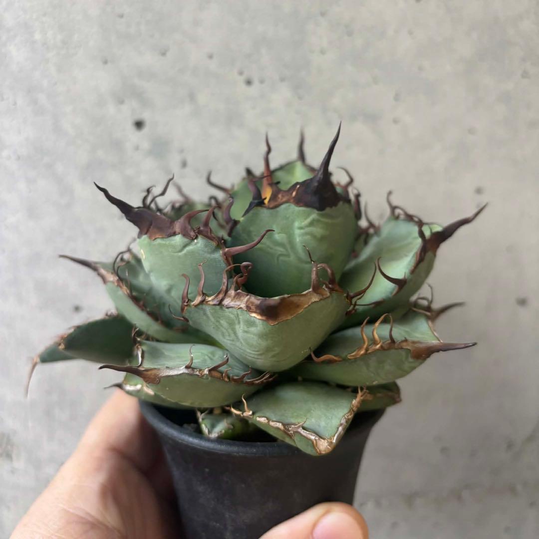 アガベ オテロイ 実生 選抜 子株付き - メルカリ