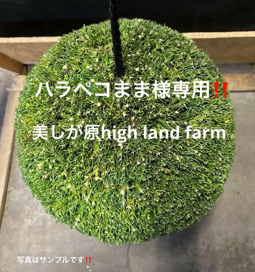 杉玉　約35㎝‼️お客様ご注文品　縁起物　丸くて幸せ　家族円満♪ 00.jpg