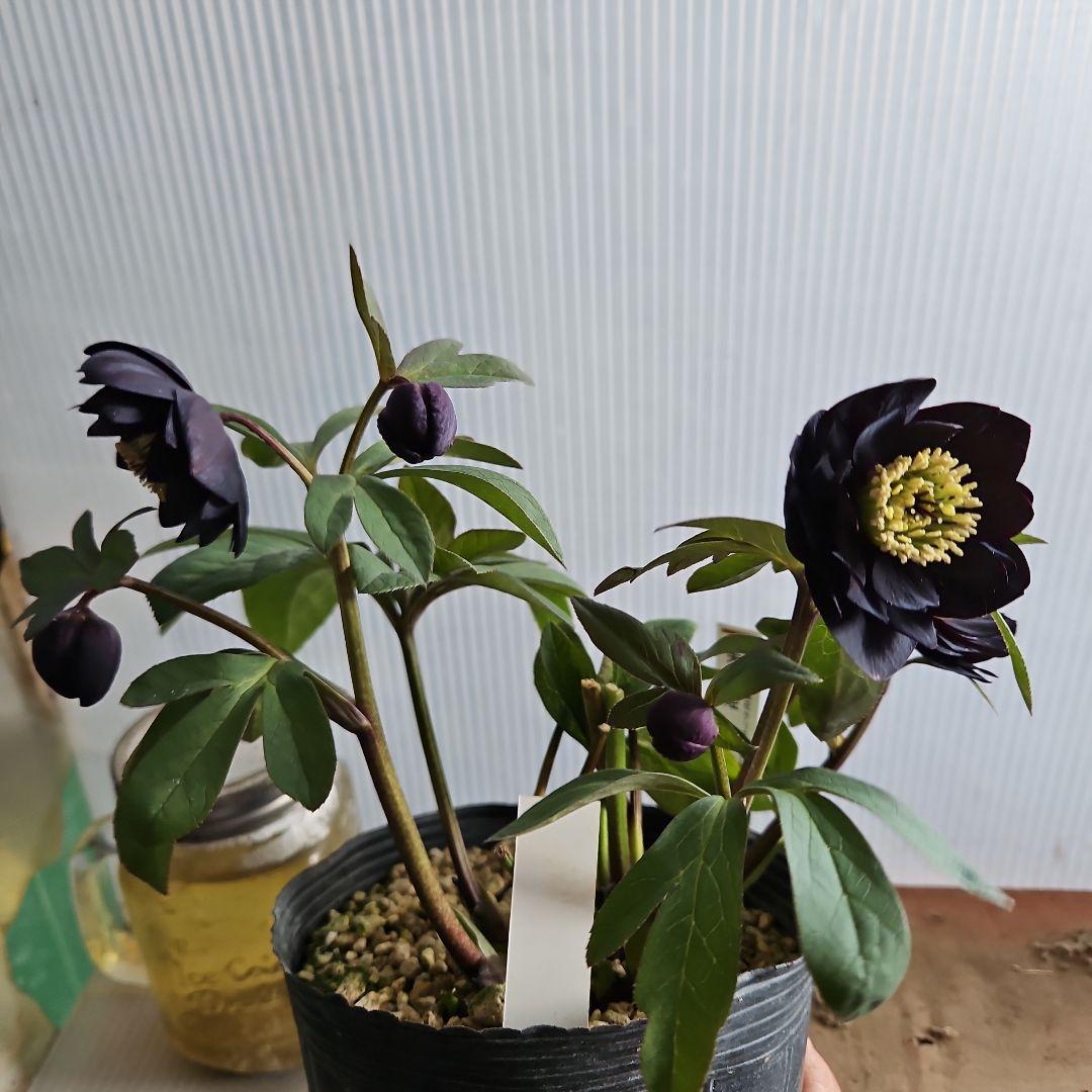 チャッピ様ご検討苗㉖-594クリスマスローズ - メルカリ