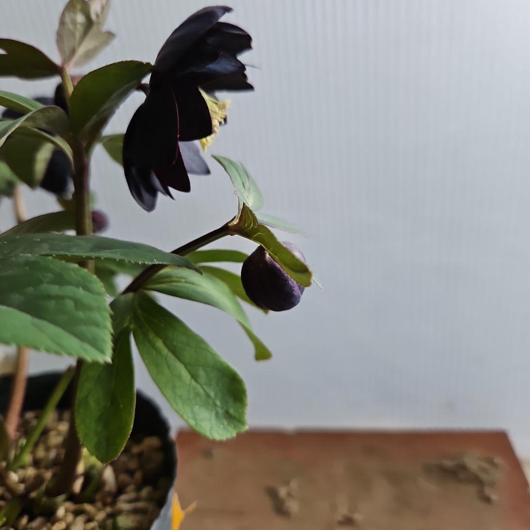 チャッピ様ご検討苗㉖-594クリスマスローズ - メルカリ