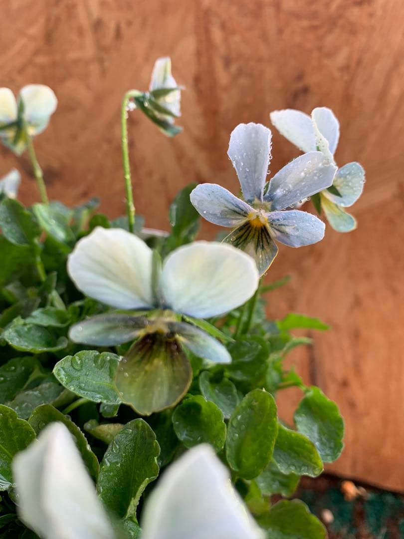 M*I様 すみれ図鑑 1苗 クレールドゥリュンヌ1苗no3 - メルカリ