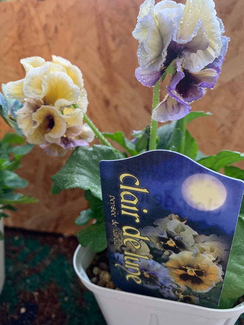 M*I様 すみれ図鑑 1苗 クレールドゥリュンヌ1苗no3 - メルカリ