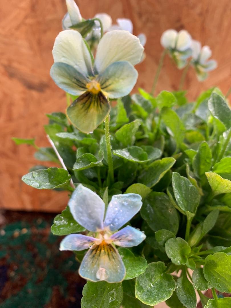 M*I様 すみれ図鑑 1苗 クレールドゥリュンヌ1苗no3 - メルカリ