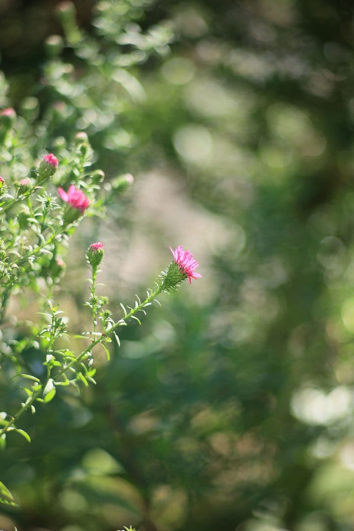 《希少》CANON New FD 100mm F2 【良品】