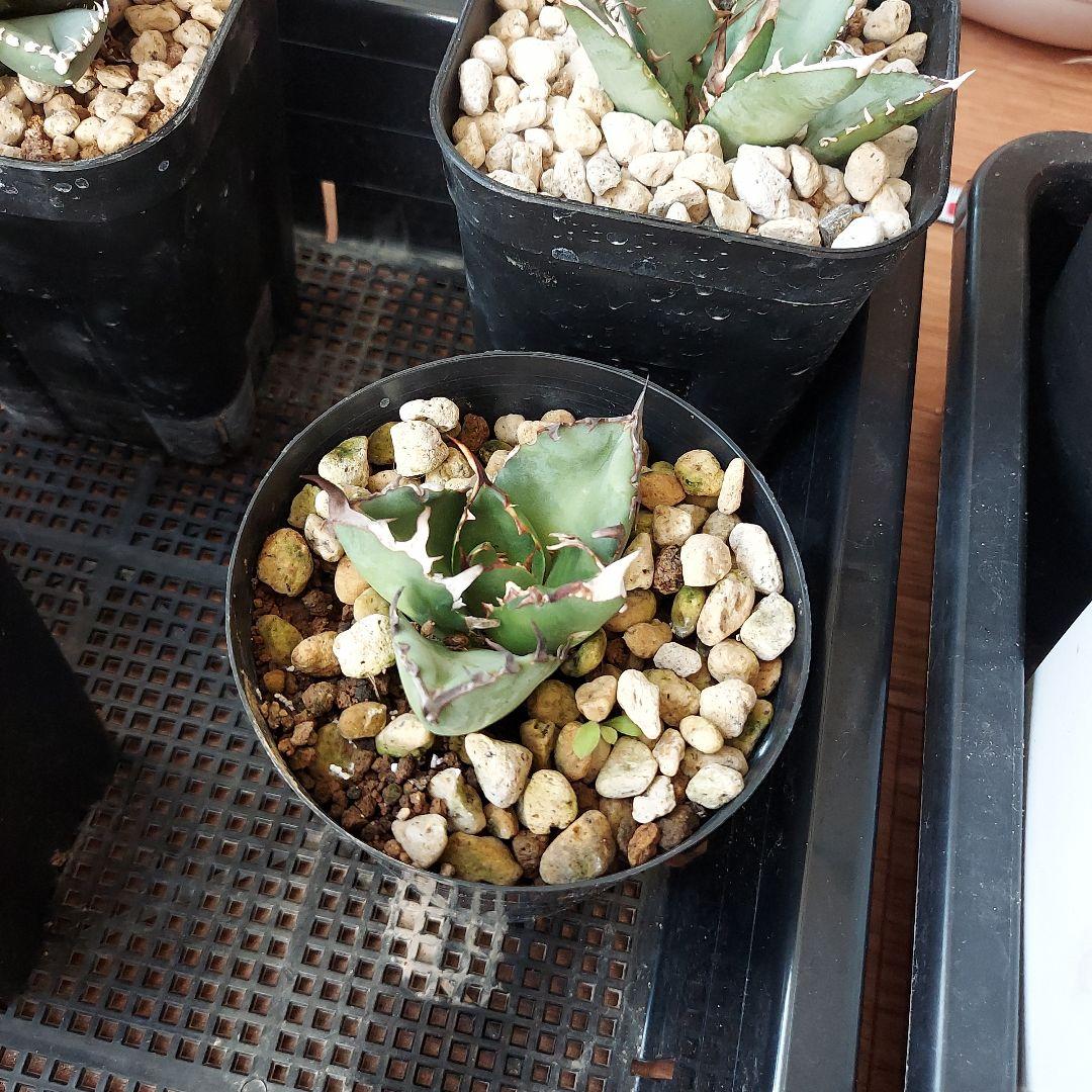 アガベ まとめ 鉢のまま発送 メルカリ便