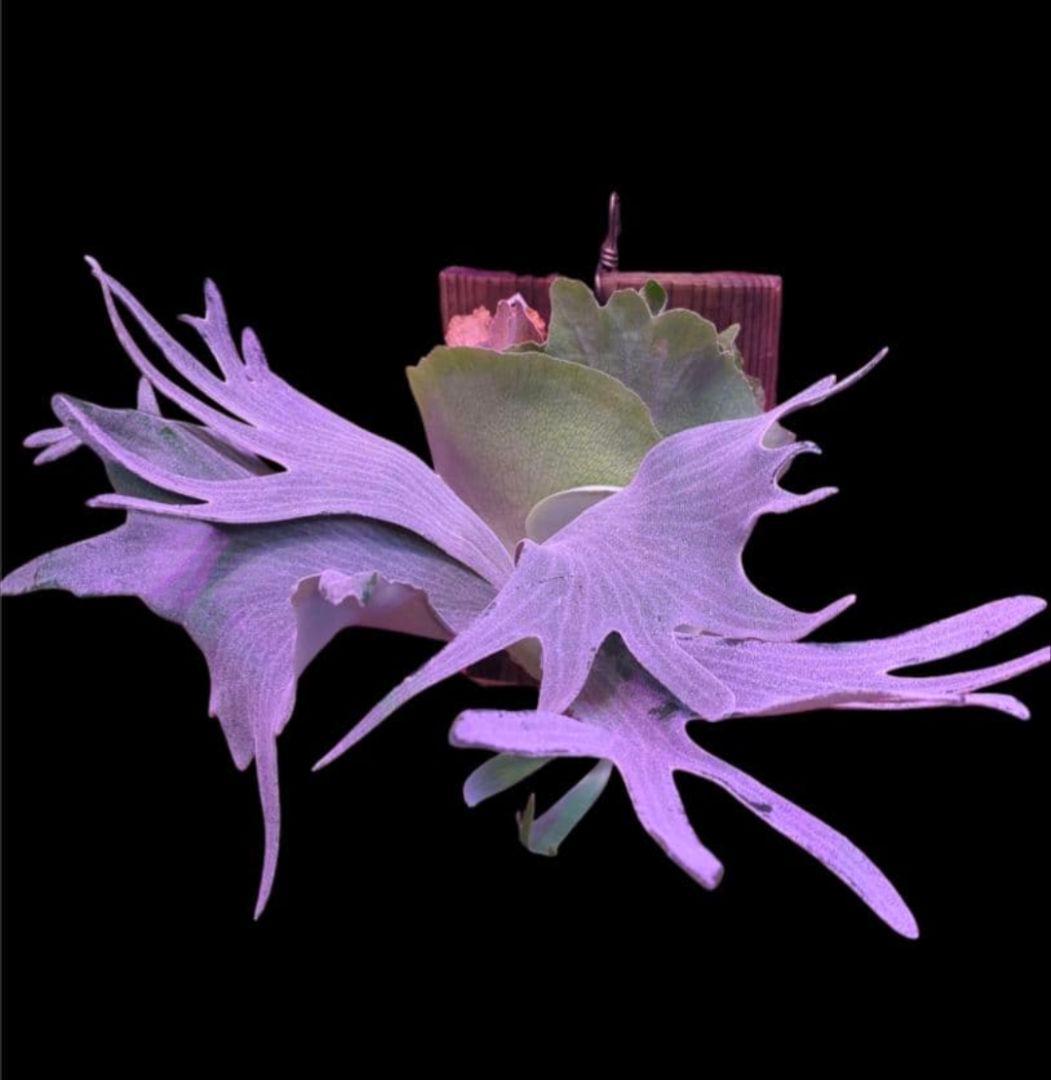 1株限定出品】P.ぴょん吉/ビカクシダ - メルカリ