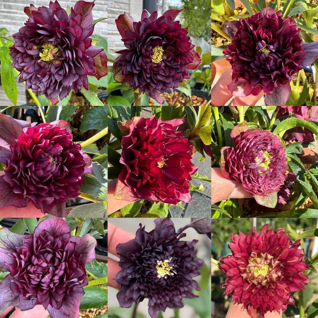 クリスマスローズ クレオパトラ交配mix 種 20粒 - メルカリ