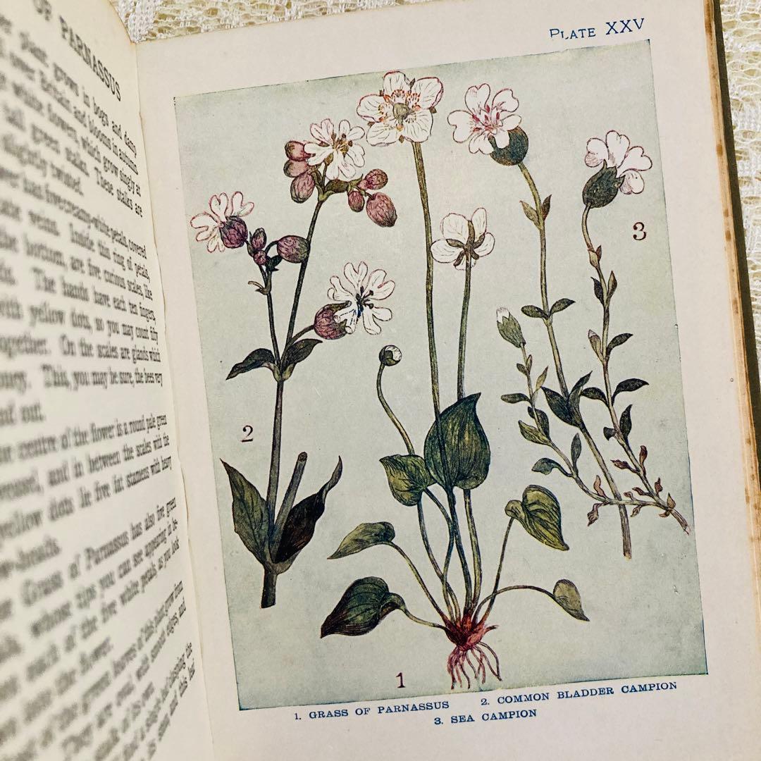 洋書 古書 アンティーク イギリスの植物図鑑 美しいカラー図版48点