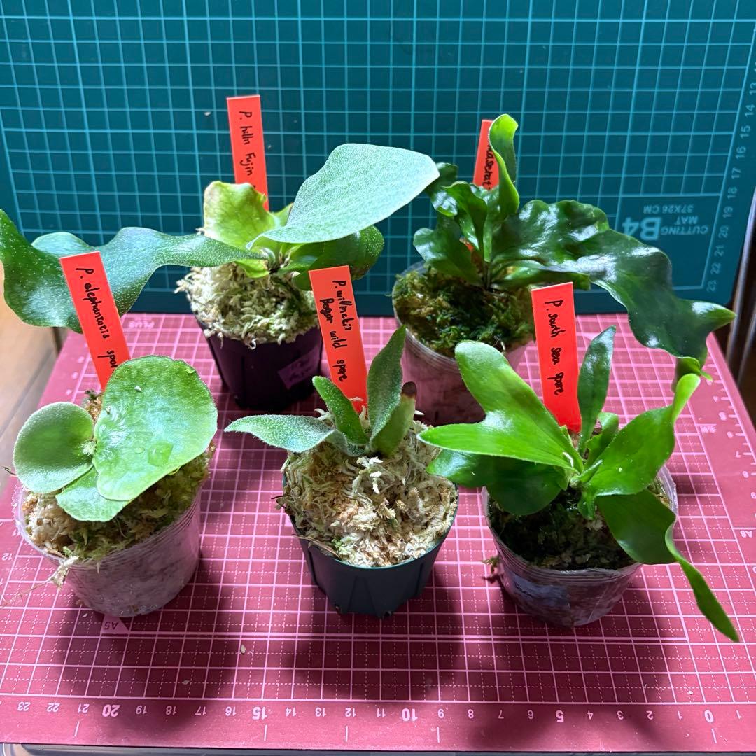 ビカクシダ5種 おすすめセット 胞子培養苗 - メルカリ