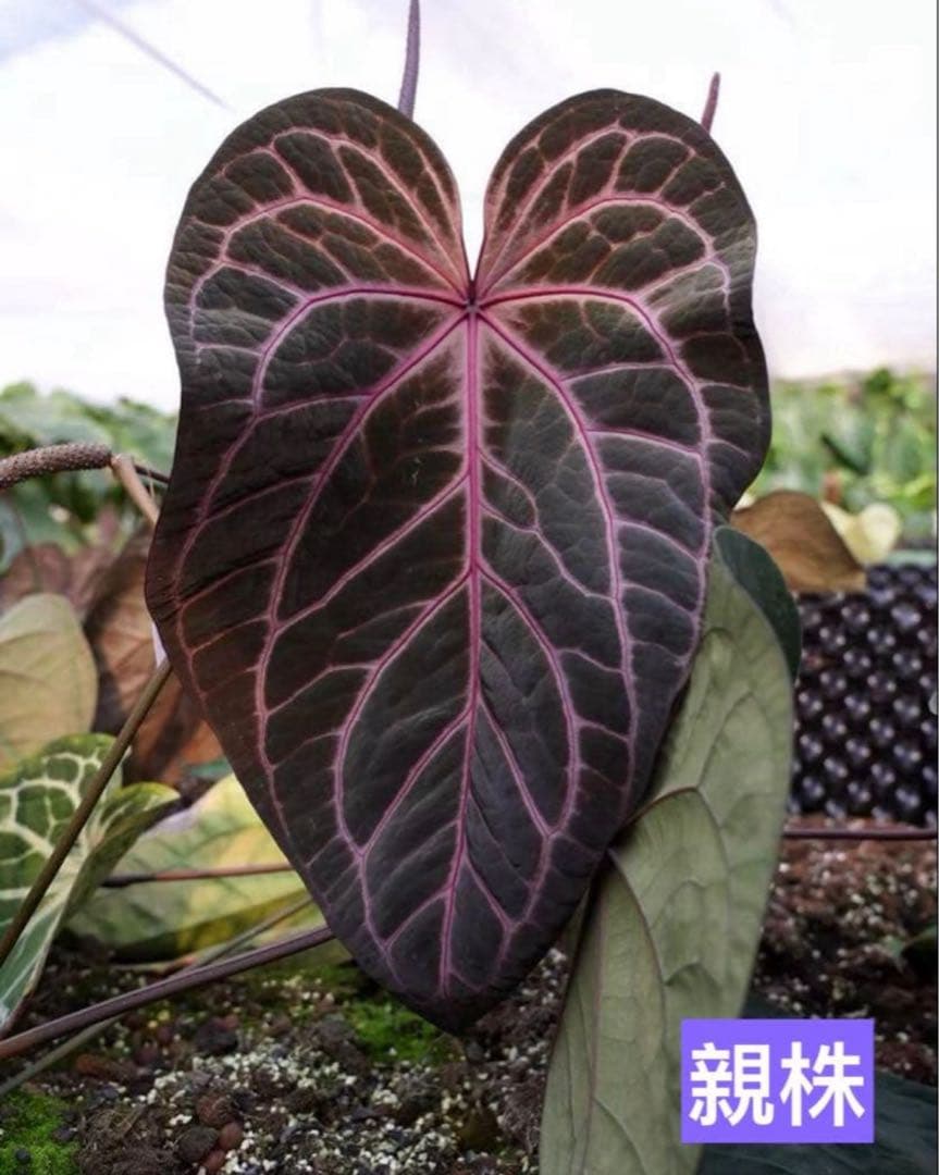 E*o様 アンスリウム　ミシェル 楽天市場】超人気！ 希少！ アンスリウム ミシェル 【現品2点限り】7